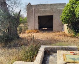 Terreno Uliveto Casa Campagna Rustico Salento