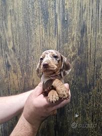 Cuccioli di bassotto arlechino cioccolato