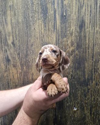 Cuccioli di bassotto arlechino cioccolato