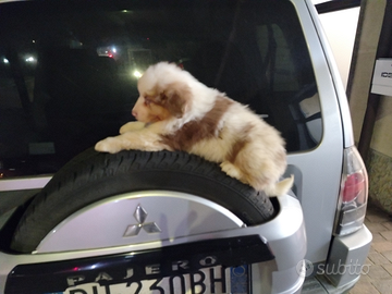 Cucciolo di pastore australiano