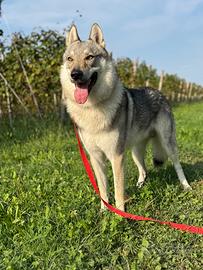 Cane lupo cecoslovacco per monta