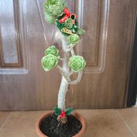 Pianta rose grasse natalizia