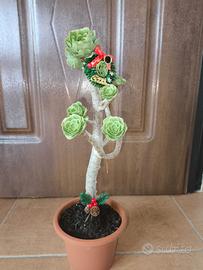 Pianta rose grasse natalizia