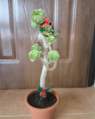Pianta rose grasse natalizia