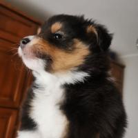 Dolcissimi cuccioli Shelty