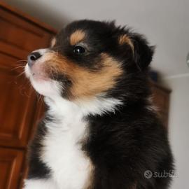 Dolcissimi cuccioli Shelty