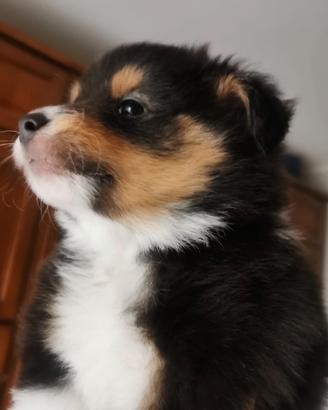 Dolcissimi cuccioli Shelty