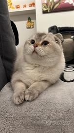 Scottish Fold