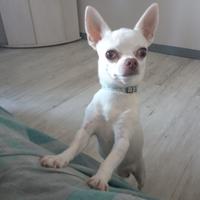 Chihuahua maschio per accoppiamento