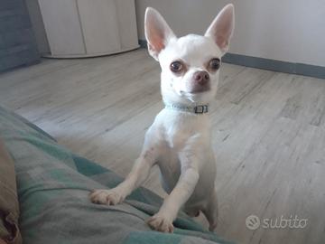 Chihuahua maschio per accoppiamento