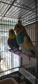 Coppia cocoriti