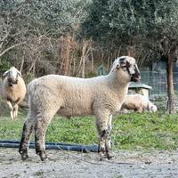 Agnello