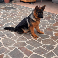 Cucciola Pastore Tedesco