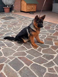 Cucciola Pastore Tedesco