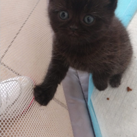 Cuccioli Scottish Straight/Fold