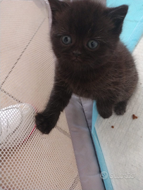 Cuccioli Scottish Straight/Fold