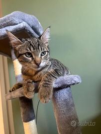 Birillo gattino 3 mesi