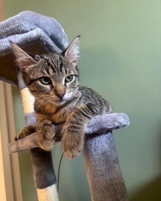Birillo gattino 3 mesi