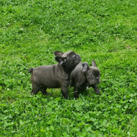 Bulldog Francese Cuccioli Allevati in casa