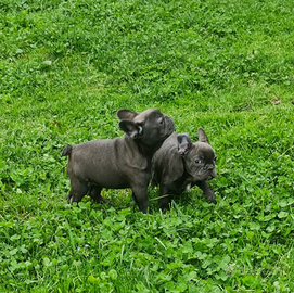Bulldog Francese Cuccioli Allevati in casa