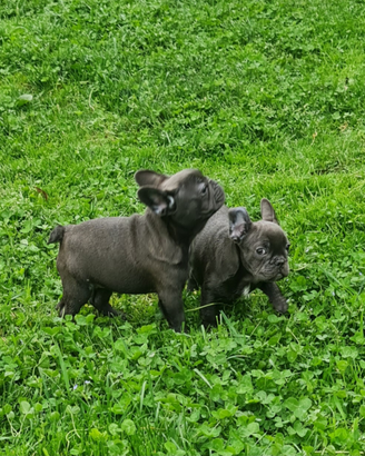 Bulldog Francese Cuccioli Allevati in casa