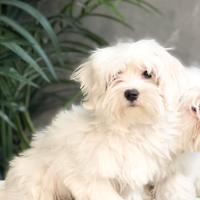 Maltese