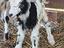 Immagine 4