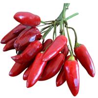 Peperoncino Diavolicchio Calabrese