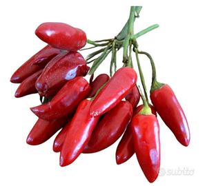 Peperoncino Diavolicchio Calabrese
