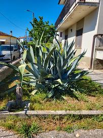 Agave americana