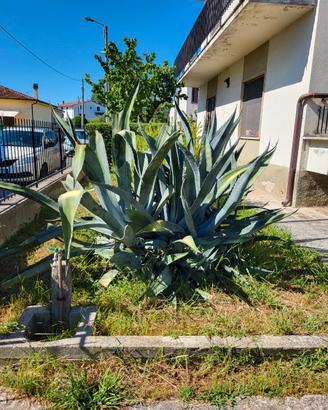 Agave americana