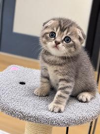Meravigliosi Gattini scottish fold