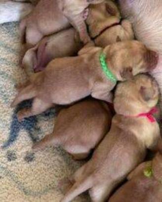 Cucciolata labrador