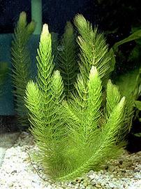 piante per laghetto e acquario