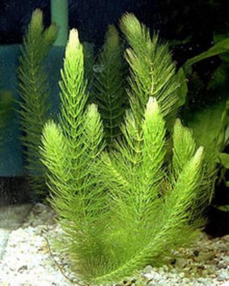 piante per laghetto e acquario