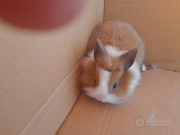 Coniglietta nana testa di leone