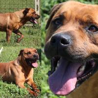 Billy, bel cane, imponente, vigoroso