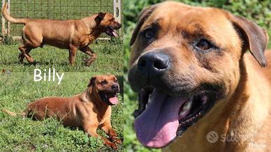 Billy, bel cane, imponente, vigoroso