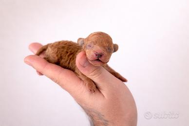 Cucciolo barboncino toy & minitoy