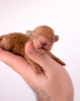 Cucciolo barboncino toy & minitoy