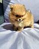 cuccioli-di-spitz-pomerania-m-e-f