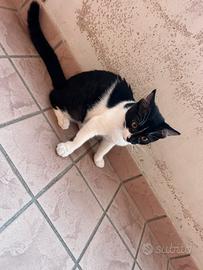 Gattina