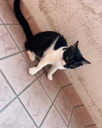 Gattina