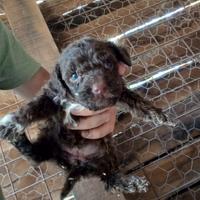 Lagotto Romagnolo lagotto tartufi