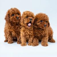 Cuccioli barboncino Toy Red disponibili ora