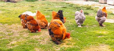 Galli Cocincina