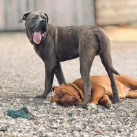 Cane corso