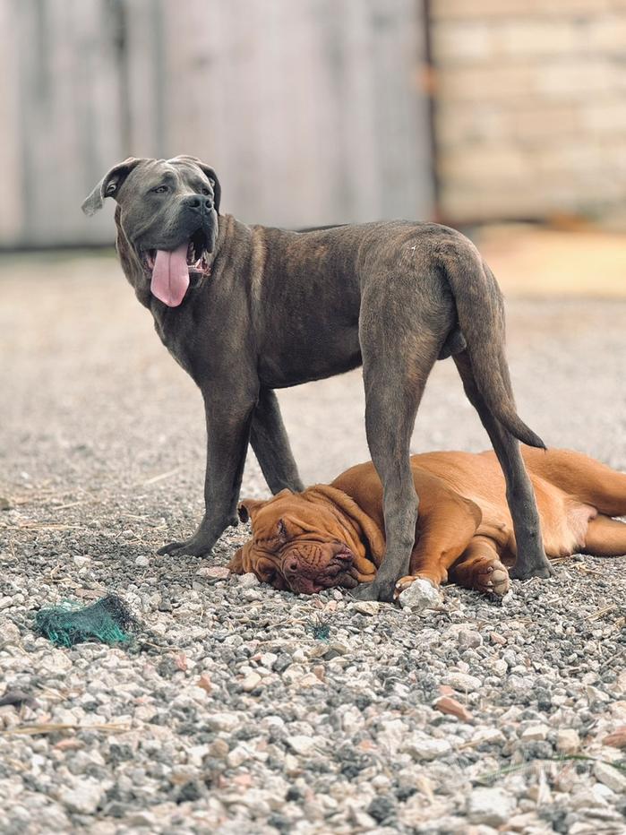 Cane corso Regalo e vendita animali