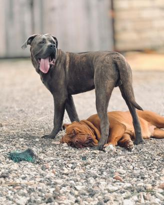 Cane corso