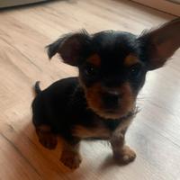 Cucciolo Yorkshire terrier